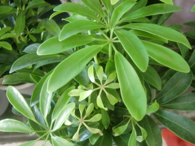 f0329849_21185280.jpg