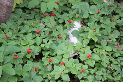 c0353373_04151384.jpg