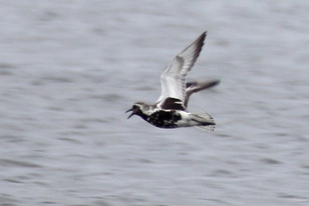 ★葛西海浜公園の鳥類情報（2017.8.31）_e0046474_18201493.jpg