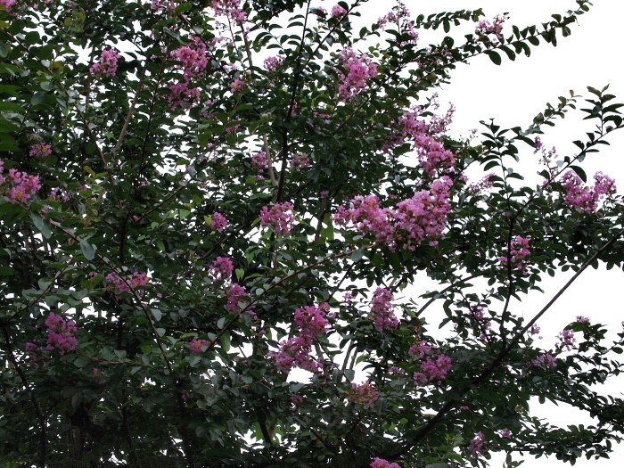 f0371079_08535293.jpg