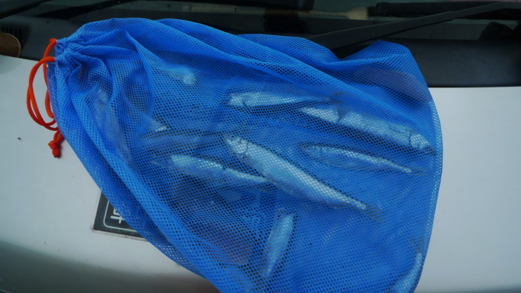 c0212083_20252729.jpg