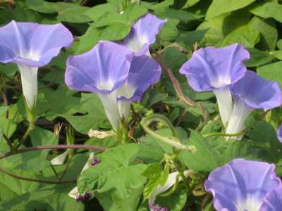a0030594_23064440.gif