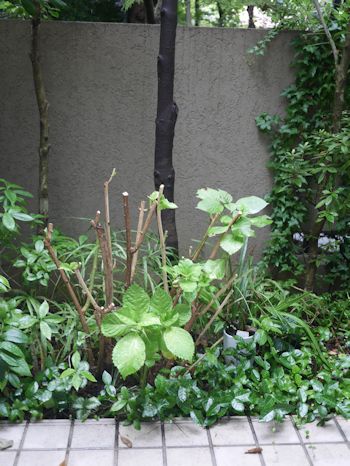 東京の庭の紫陽花剪定＆今日のブランディ_c0090198_1862143.jpg