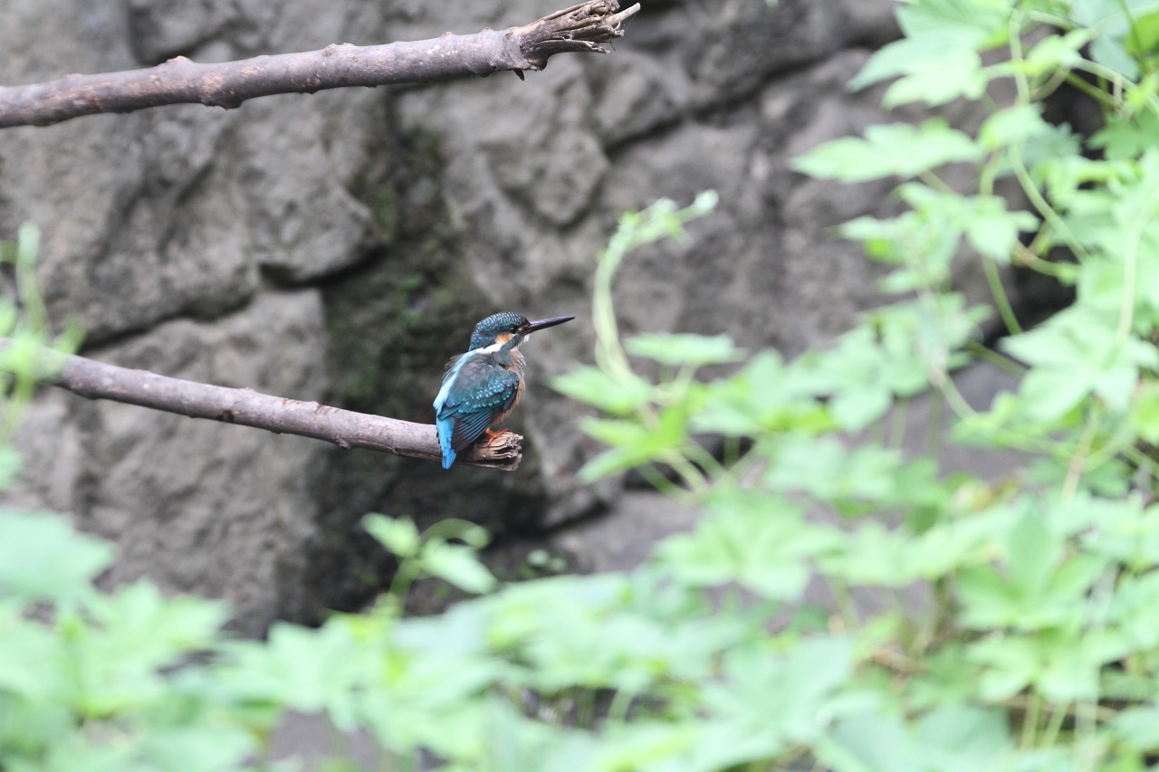 公園のカワセミ(09/01)_e0365803_11414185.jpg