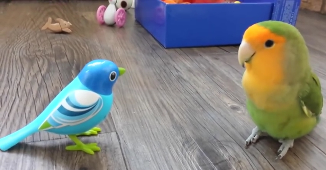 動画 おもちゃの鳥に可愛く反応するコザクラインコちゃん Freeisland