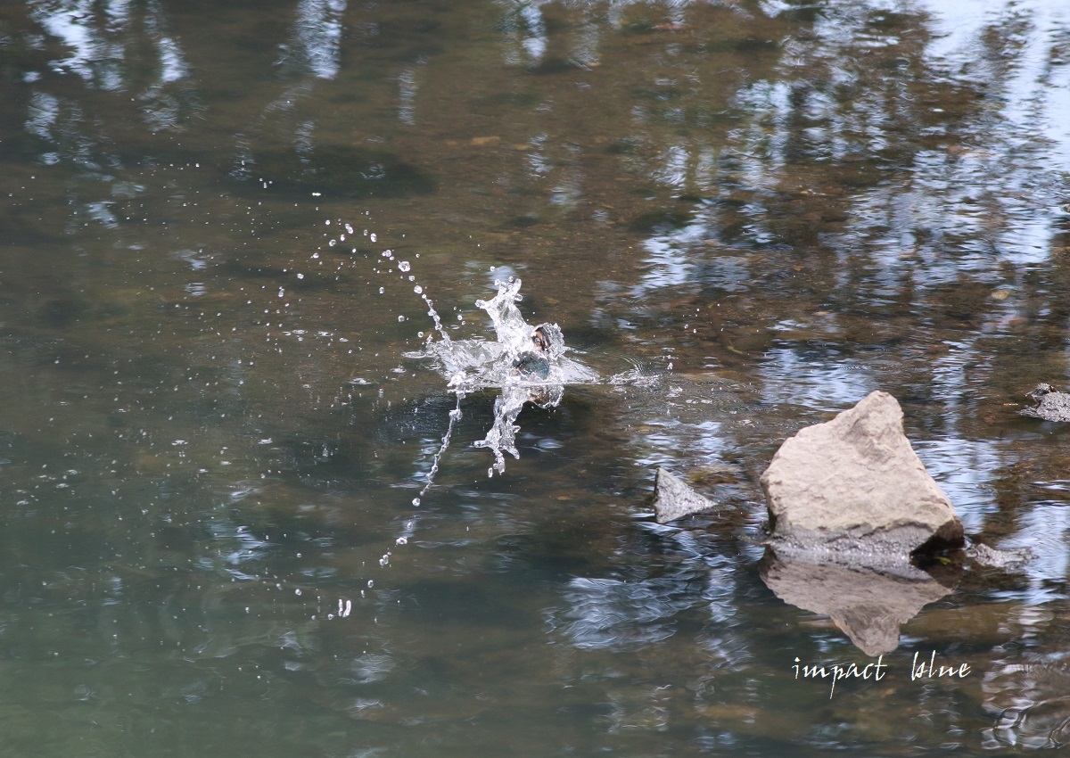 素敵な川のカワセミっ子＼(^o^)／_a0355908_13222962.jpg