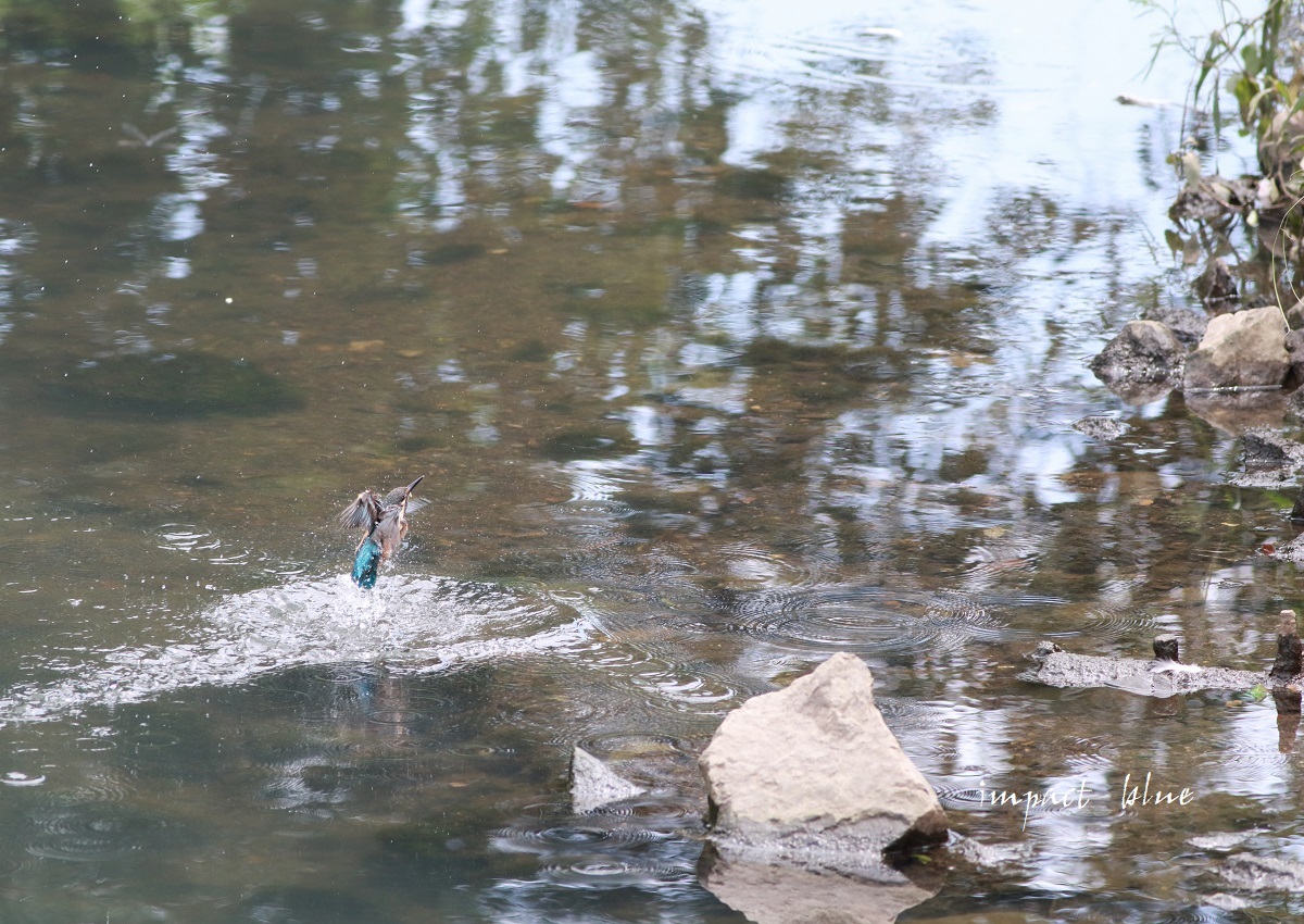 素敵な川のカワセミっ子＼(^o^)／_a0355908_13224168.jpg