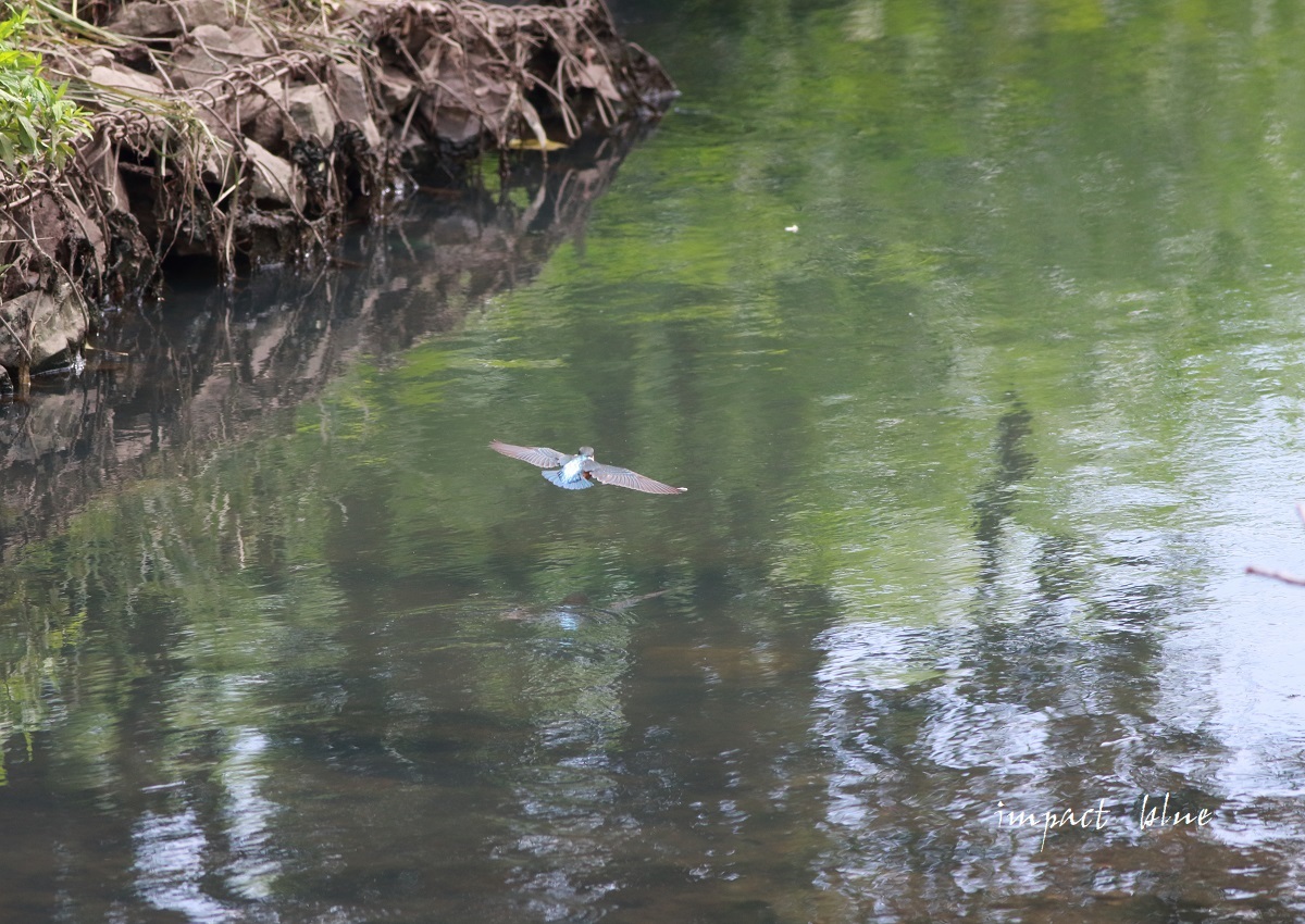 素敵な川のカワセミっ子＼(^o^)／_a0355908_13224761.jpg