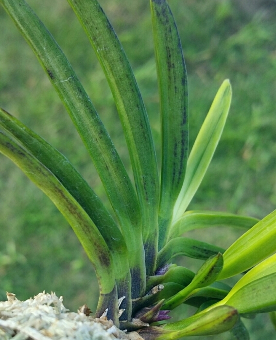 富貴蘭 金牡丹(黄縞系)｜花、園芸
