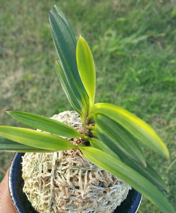 天系 金牡丹黄縞 : □ サムライ オーキッド □ 富貴蘭 セレクト