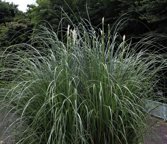 f0354923_20485580.jpg