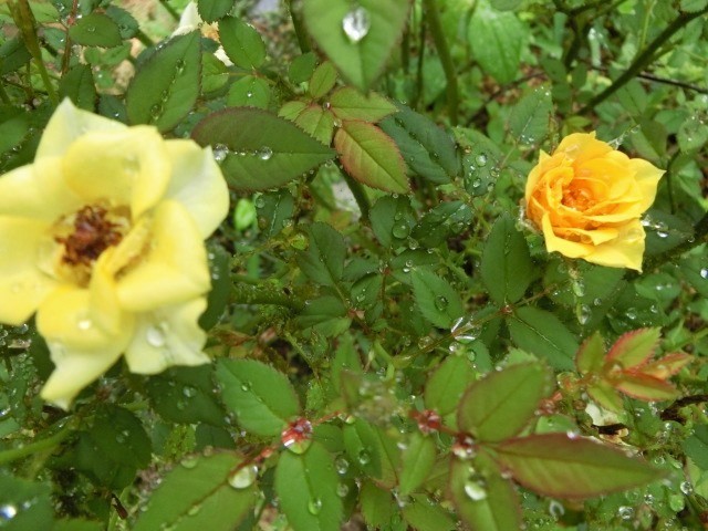 f0354923_21445527.jpg