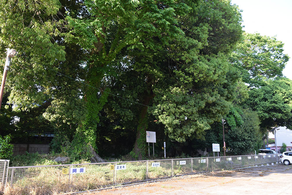 太平記を歩く。　その１１６　「新善光寺城跡（正覚寺）」　福井県越前市_e0158128_17521166.jpg