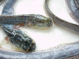研究者も注目！！有明海の珍魚・珍貝が人気です。_c0361331_14423639.jpg