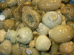 研究者も注目！！有明海の珍魚・珍貝が人気です。_c0361331_14423689.jpg