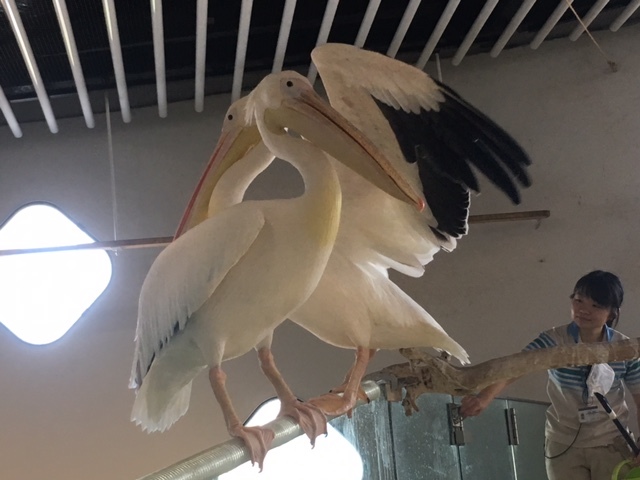 ふれてきました。_b0181732_13361847.jpg