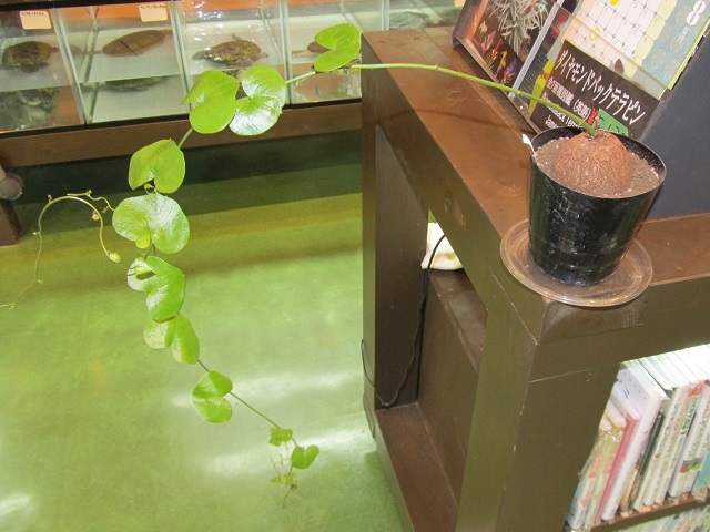 秋は実りの季節_b0174337_22381162.jpg