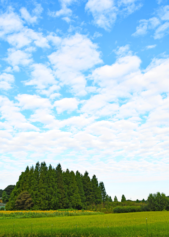 d0290240_11090853.gif