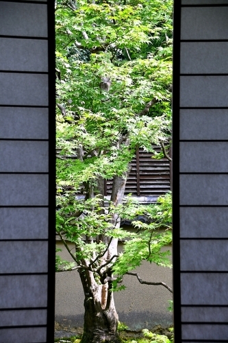 上洛 本命Ⅲ 雲龍院_b0314043_22174107.jpg