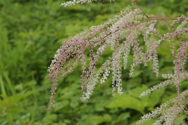 五竜高山植物園にて_c0238352_21252408.jpg