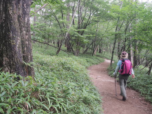 日向山 白砂とオオビランジを楽しんで　　2017.８.30（水）_b0335256_15025944.jpg