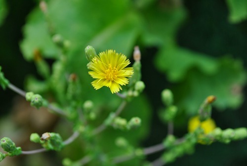 野菜の花_e0218557_22562050.jpg