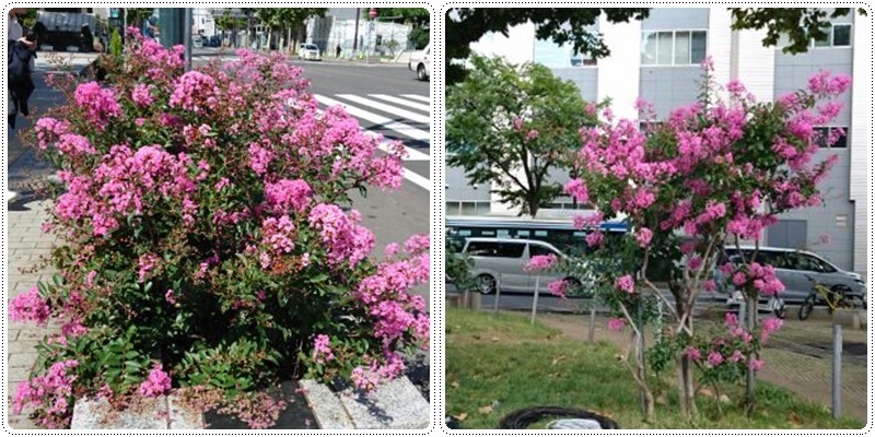 札幌でもサルスベリの花_b0236665_17201415.jpg