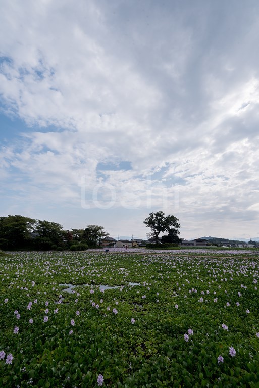 晩夏の試練_c0350572_22172675.jpg