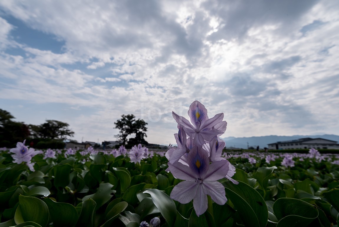 晩夏の試練_c0350572_22173508.jpg