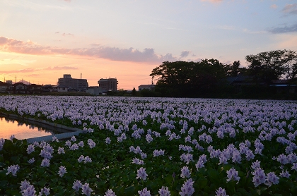 本薬師寺跡ホテイアオイ・夕陽_c0229483_1716544.jpg