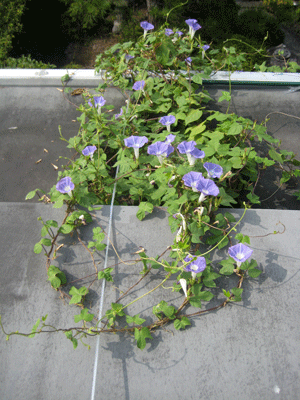 a0030594_20154744.gif