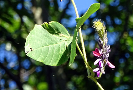 b0145296_8543650.jpg