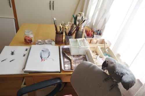 ヨウムのいるアトリエと暮らし Miwa Watercolor Garden ヨウムのいるアトリエと暮らし Miwa Watercolor Garden