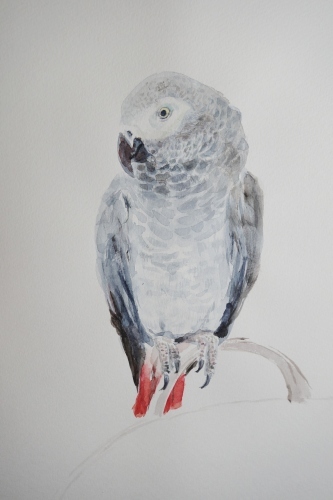 ヨウムのいるアトリエと暮らし Miwa Watercolor Garden ヨウムのいるアトリエと暮らし Miwa Watercolor Garden