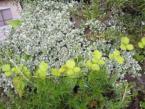 c0112206_22254426.jpg