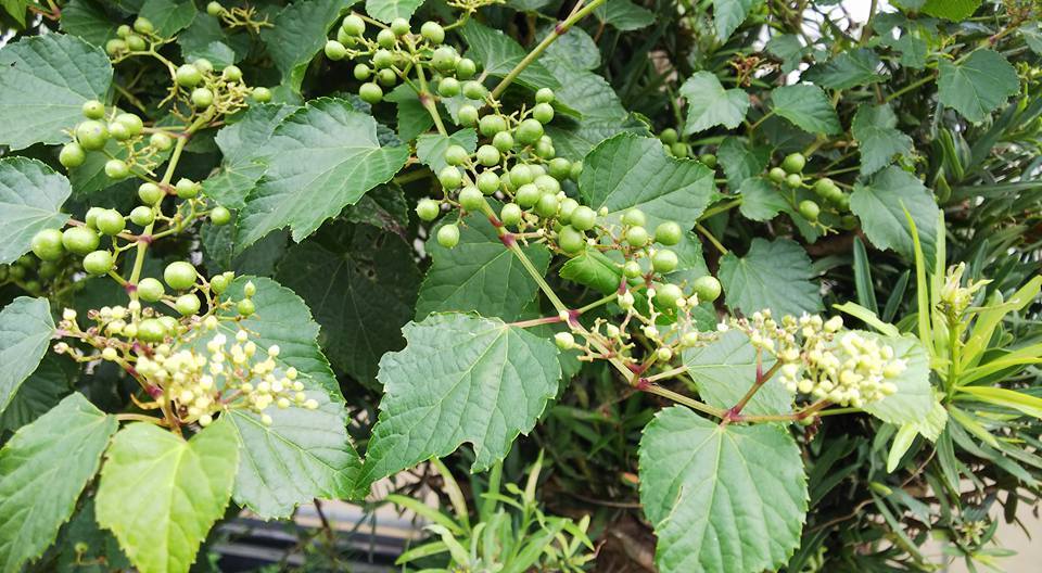c0178009_22290279.jpg