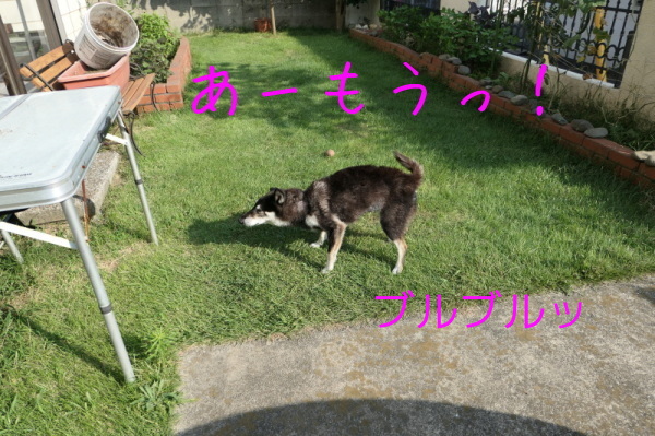 f0369014_12303690.jpg