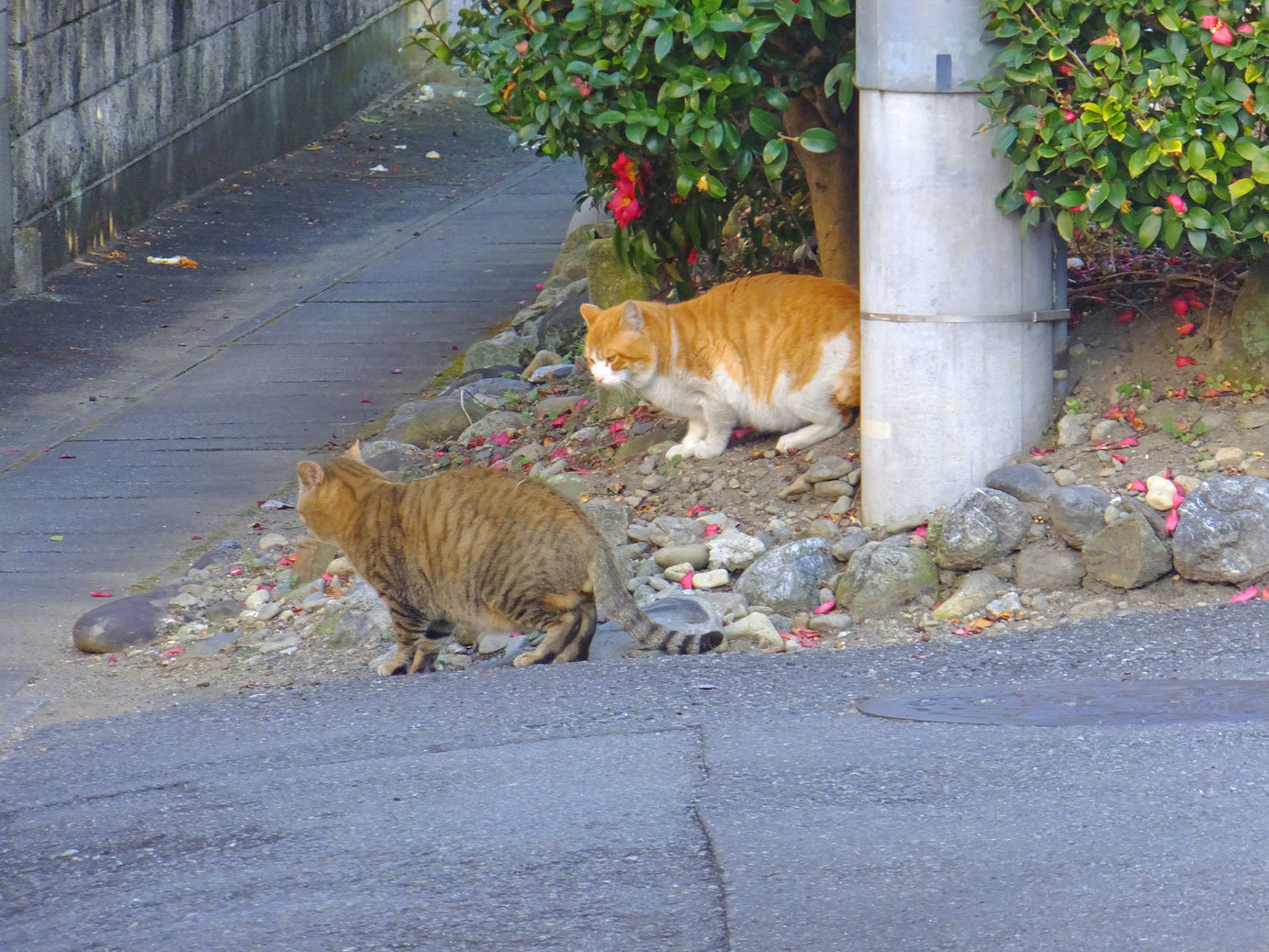 散歩のニャンと伊藤潤　9月2日（土）_b0215220_09153298.jpg