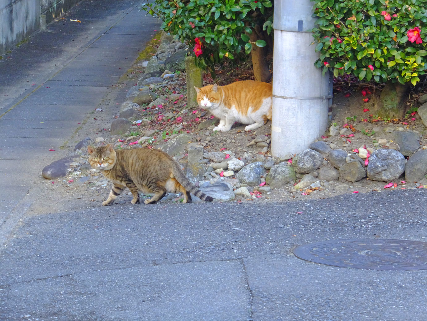 散歩のニャンと伊藤潤　9月2日（土）_b0215220_09161718.jpg