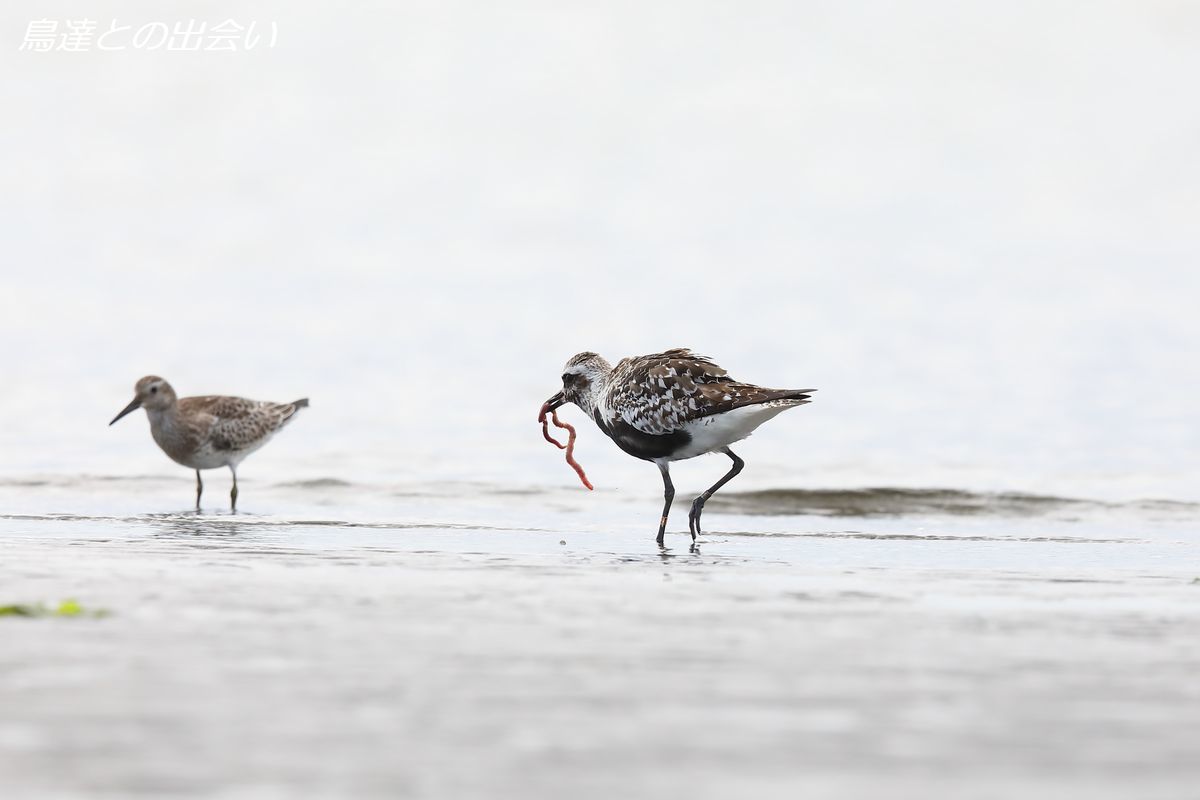 シギチたち（キョウジョシギ他）・・・Ruddy Turnstone etc..._e0139623_19305272.jpg