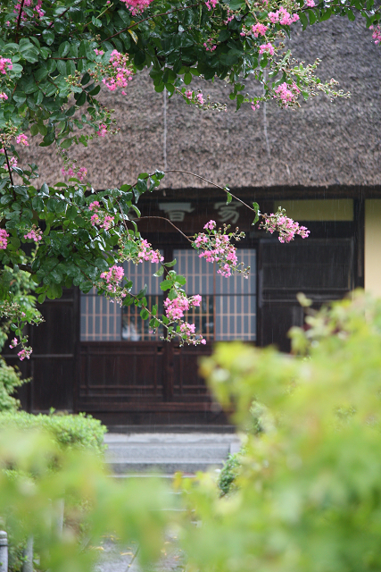 百日紅のお寺 －深草山瑞光寺－_b0169330_14594827.jpg