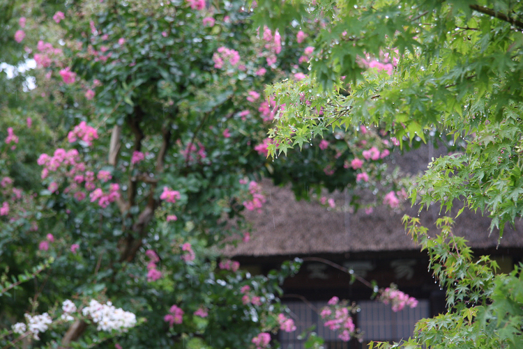 百日紅のお寺 －深草山瑞光寺－_b0169330_1641638.jpg