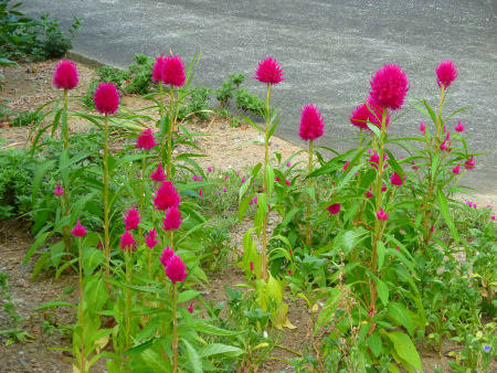b0002549_132355.jpg