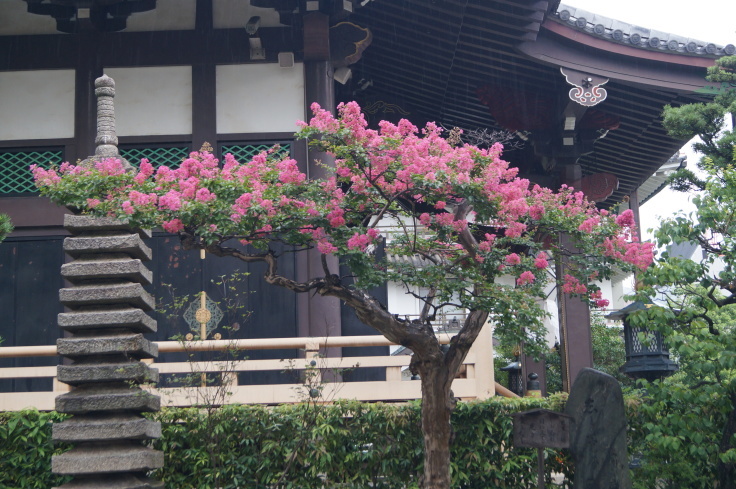 淀殿の眠る太融寺の百日紅_b0063958_16472332.jpg