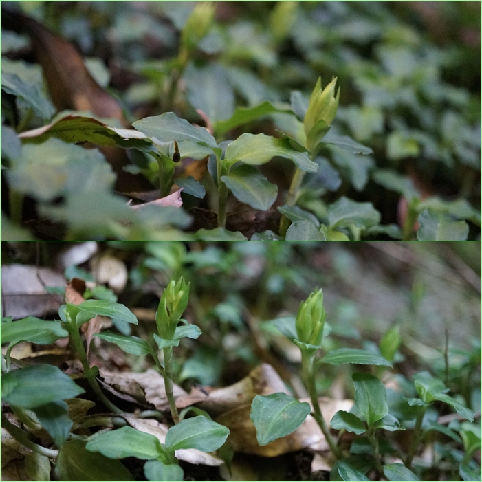 表宝満山～裏宝満山歩き。_f0016066_145343.jpg