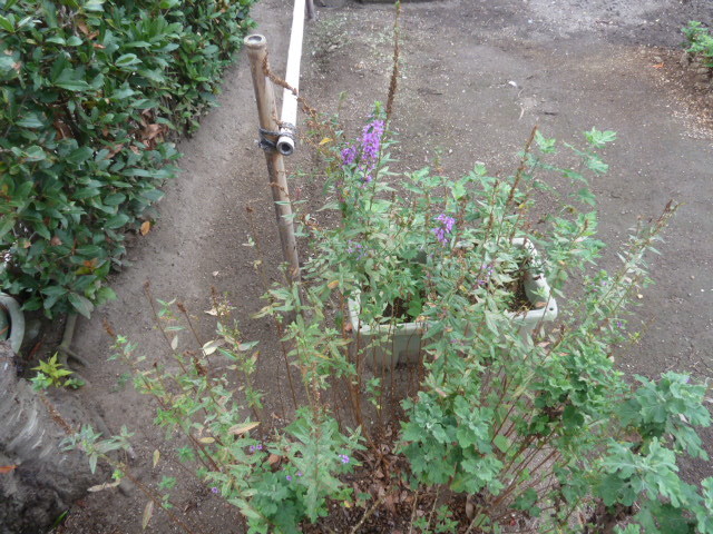 e0278968_21574241.jpg