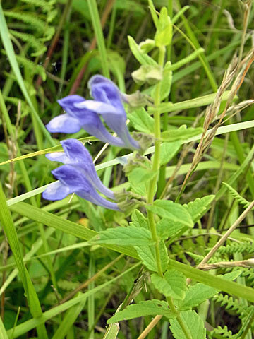 f0083977_17001327.jpg