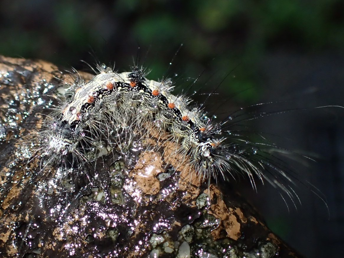 ヨツボシホソバの幼虫 Lithosia Quadra 写ればおっけー コンデジで虫写真