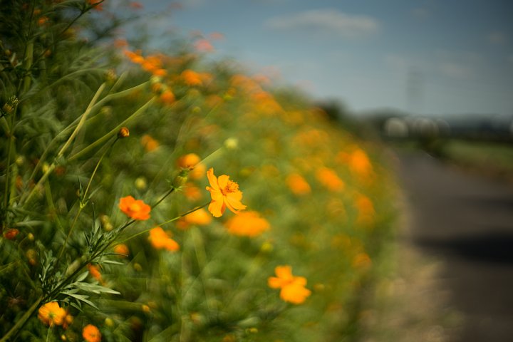 夏から秋へ移ろいゆく田園_d0353489_22192846.jpg