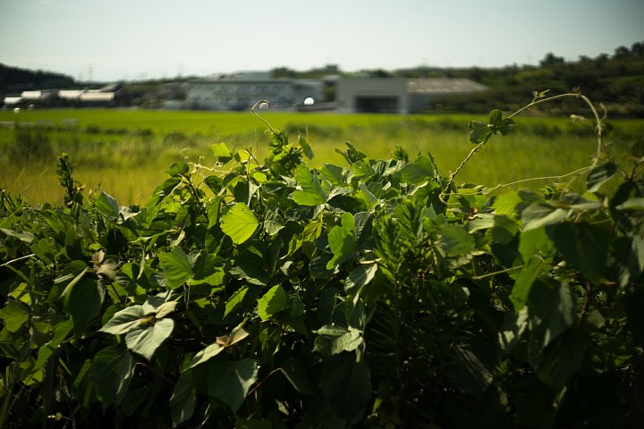 夏から秋へ移ろいゆく田園_d0353489_2219947.jpg